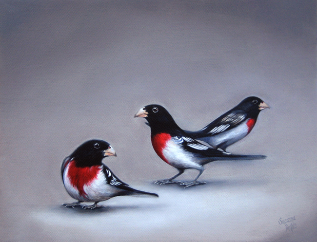 Contemplation: Rose Breasted Trio by Susanna Pantas